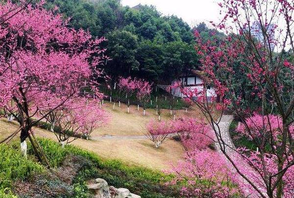 重庆哪里的腊梅最出名 哪里可以看腊梅2