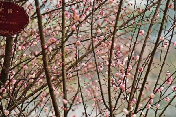 重庆哪里的腊梅最出名 哪里可以看腊梅3