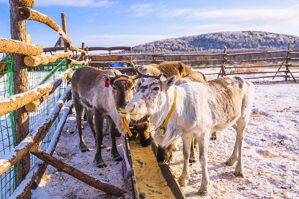 国内冬季旅游去哪好玩 国内冬季最佳去处排行榜2