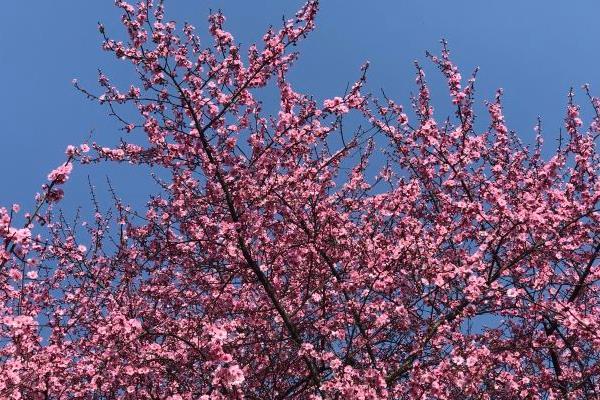 武汉看梅花的地方 哪里的梅花开了1