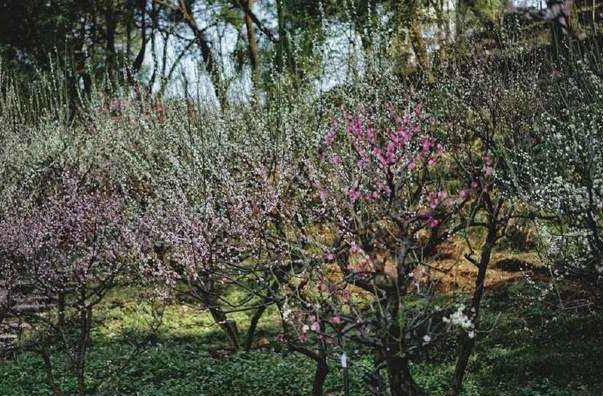 武汉看梅花的地方 哪里的梅花开了2