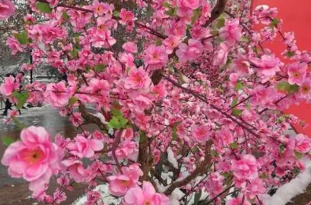 武汉看梅花的地方 哪里的梅花开了3