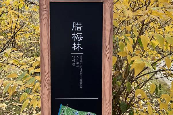 成都看梅花哪里比较好 观赏梅花最佳季节3