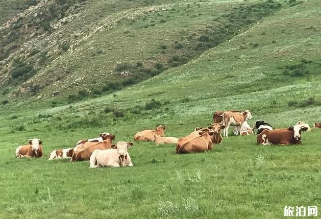 达达线自驾游攻略8