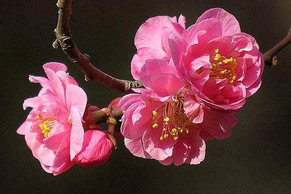 深圳1月赏花好去处 有哪些花开放了1