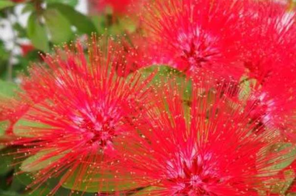 深圳1月赏花好去处 有哪些花开放了3