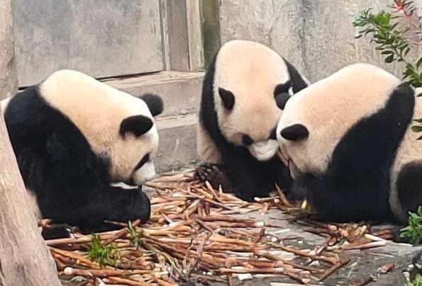 成都大熊猫基地一日游攻略 游玩路线推荐2