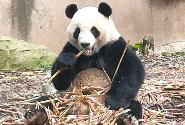 成都大熊猫基地一日游攻略 游玩路线推荐3