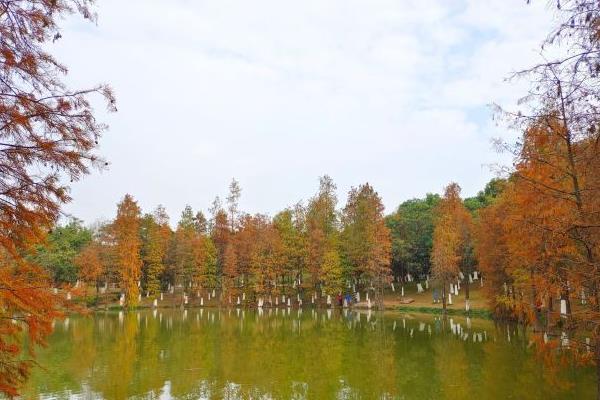 广州看红叶最好的地方 观赏红叶最佳打卡地推荐1