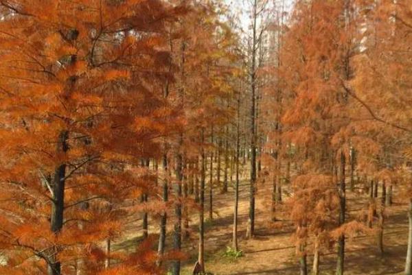 广州看红叶最好的地方 观赏红叶最佳打卡地推荐2