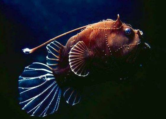 原创 地球上最深不可测的“隐秘地带”,既黑暗又寒冷,连生物都奇形怪3