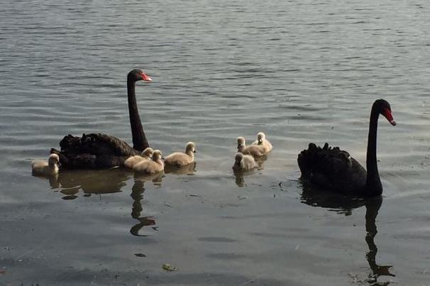 上海松江小动物园有哪些 亲子游玩好去处推荐2