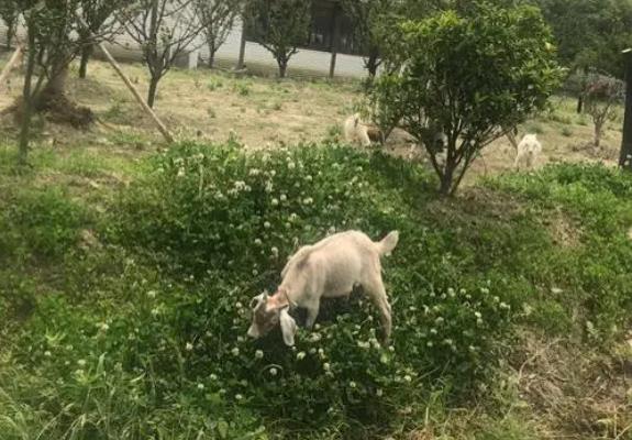 上海松江小动物园有哪些 亲子游玩好去处推荐3