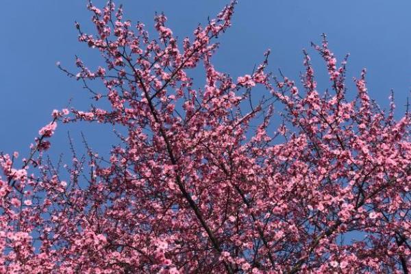 2022武汉新开放的景点 冬天好玩的地方1