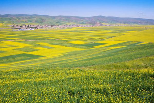 青海油菜花几月开花?最佳拍摄点在哪?2