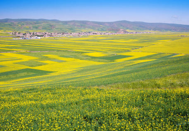 青海油菜花几月开花?最佳拍摄点在哪?3