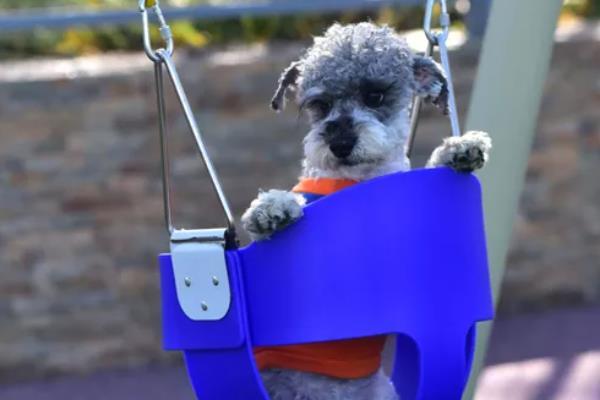 上海可以带宠物去玩的公园 带毛孩子出去玩1