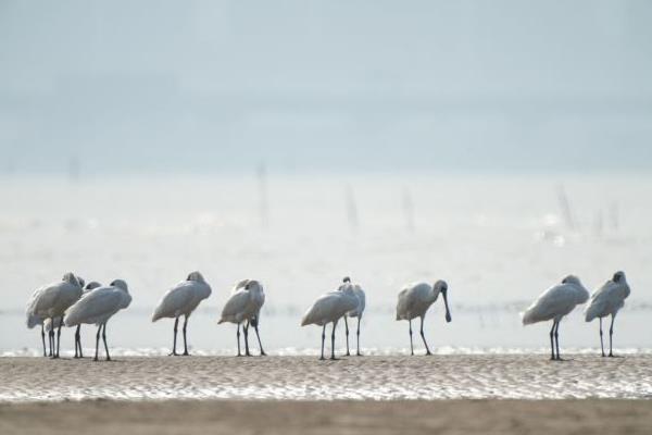 福州冬季观鸟去哪里 福州拍鸟多的地方在哪1