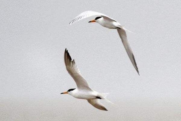 福州冬季观鸟去哪里 福州拍鸟多的地方在哪3