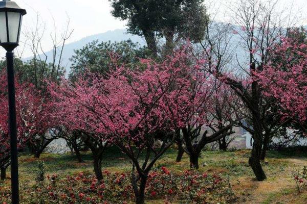 江门大沙镇赏梅一日游攻略1