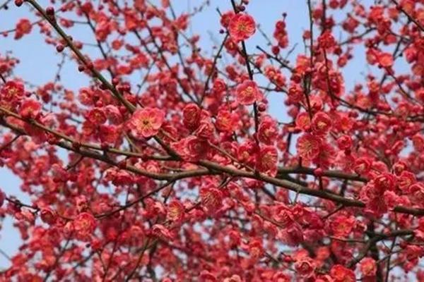 江门大沙镇赏梅一日游攻略2