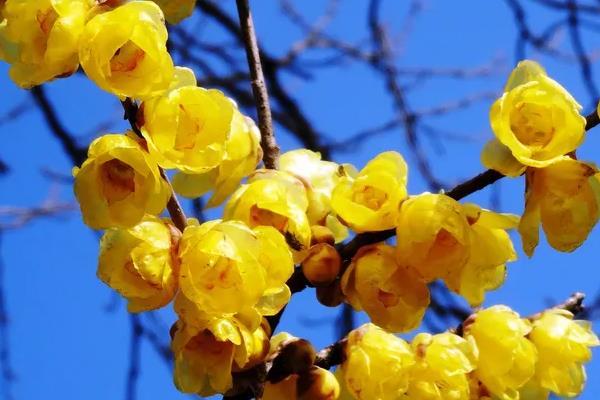 南京赏梅花的地方有哪些 赏梅好去处1