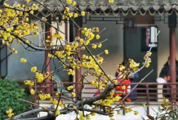 南京赏梅花的地方有哪些 赏梅好去处2