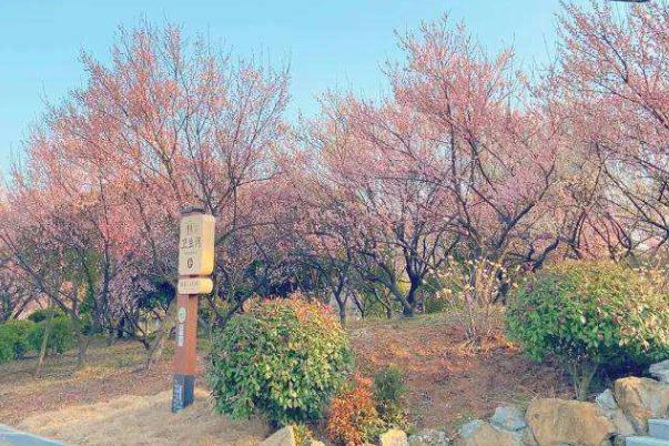 南京赏梅花的地方有哪些 赏梅好去处3