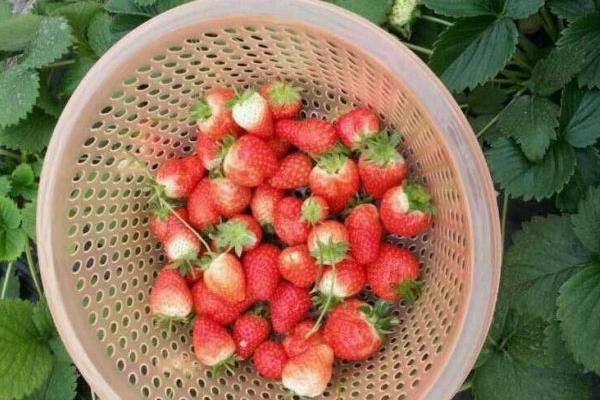 石家庄哪有摘草莓的地方 采摘草莓好去处1