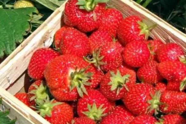 石家庄哪有摘草莓的地方 采摘草莓好去处2