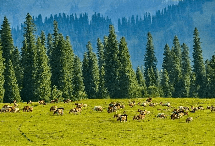 原创 新疆有座旅游城市，明明是塞上江南，却总被大家误认为是荒漠戈壁2
