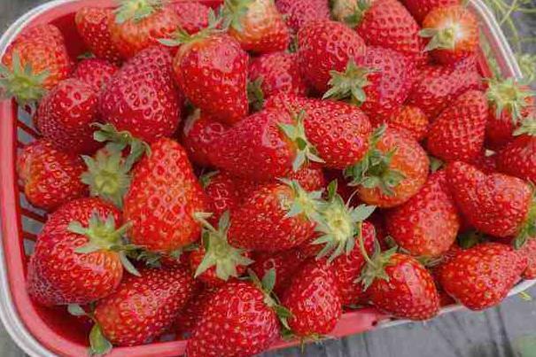 武汉哪里有草莓园摘草莓 现在能摘草莓的吗2