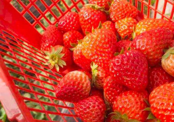 武汉哪里有草莓园摘草莓 现在能摘草莓的吗3