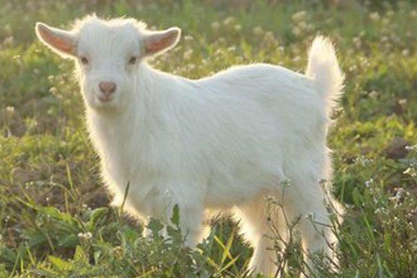 上海崇明三星镇吃住玩全攻略1