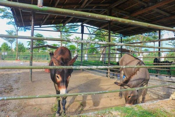 中山广骏生态园游玩攻略3