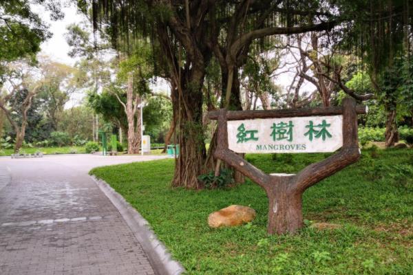 深圳有几个红树林公园 深圳红树林景点推荐1
