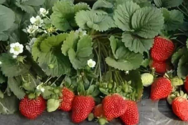 昆明采摘草莓的地方 草莓熟了2