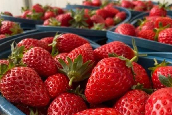 昆明采摘草莓的地方 草莓熟了3