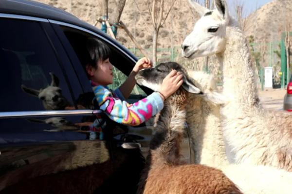 兰州野生动物园自驾游开放时间及收费标准2
