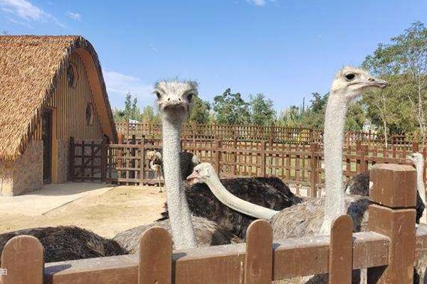 兰州野生动物园自驾游开放时间及收费标准3