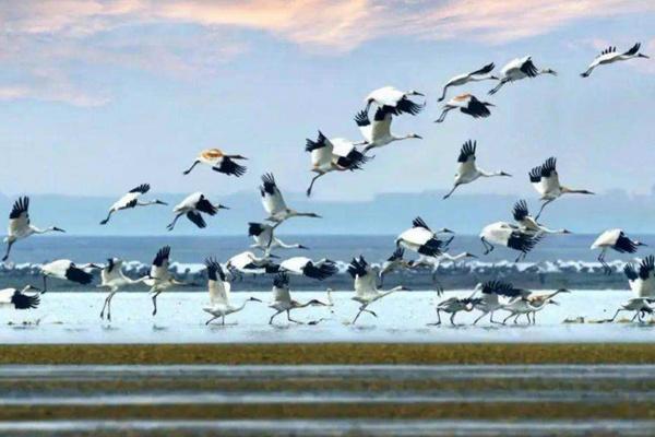 潘阳湖吴城候鸟小镇观鸟指南2