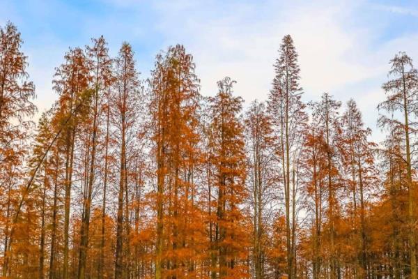 上海静安冬季赏叶公园推荐1