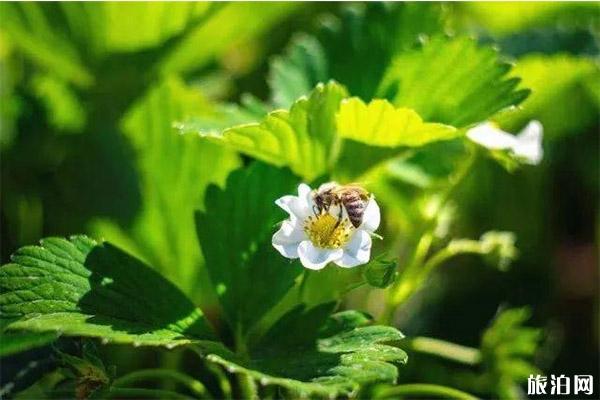 银川冬季草莓采摘园推荐1