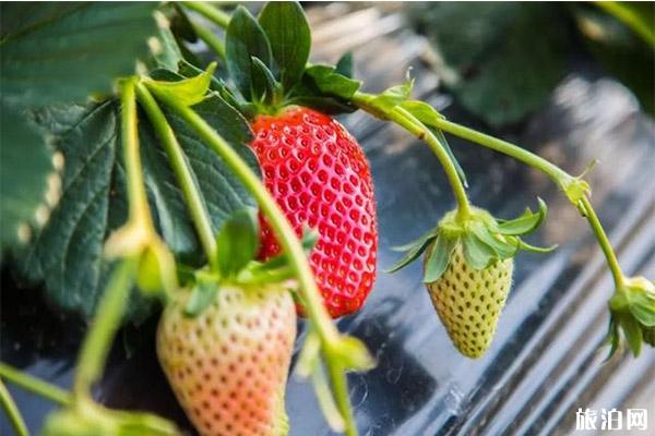 银川冬季草莓采摘园推荐2