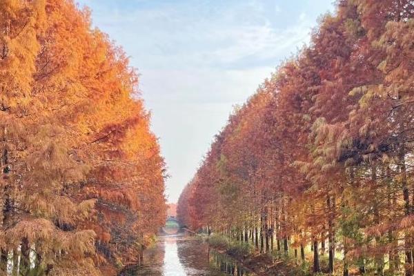 苏州哪里有水杉林 苏州最美水杉林景点推荐1