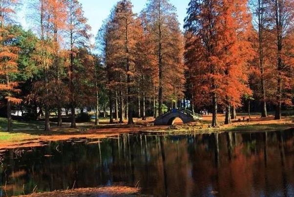 苏州哪里有水杉林 苏州最美水杉林景点推荐2