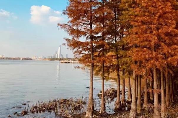 苏州哪里有水杉林 苏州最美水杉林景点推荐3