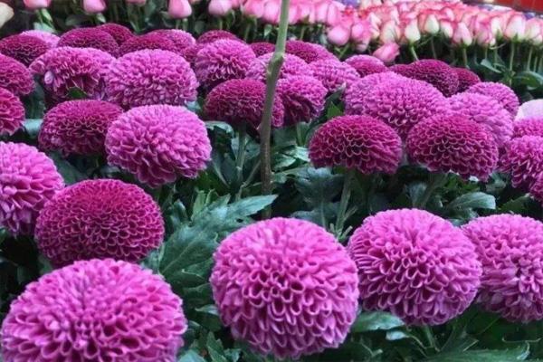 2022广州迎春花市即将开启 附最新消息2