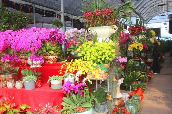 2022广州迎春花市即将开启 附最新消息3