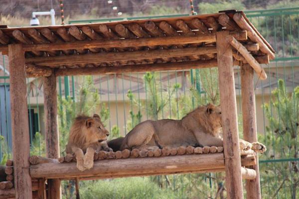 武汉森林野生动物园开业了吗 门票多少钱1